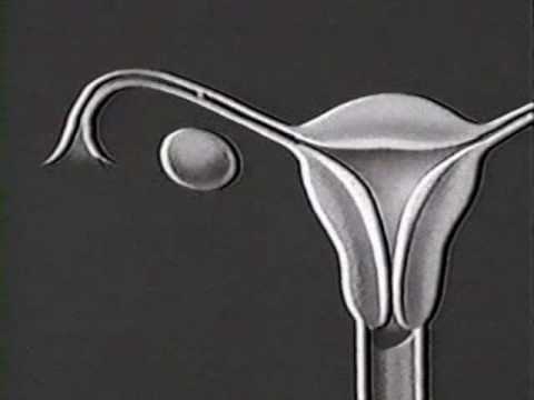 Disney gives ladies the low down....